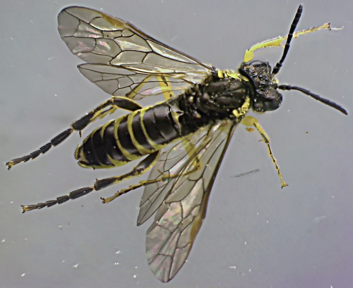 Tenthredo marginella.jpg